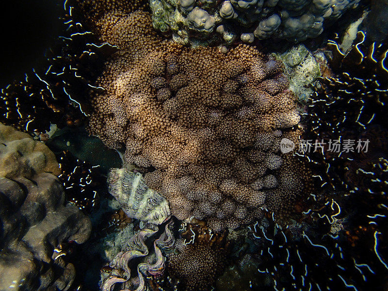 美丽多彩的珊瑚礁