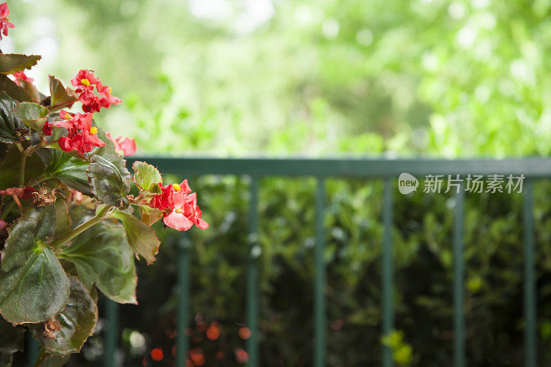 夏日阳台上的红色秋海棠花。