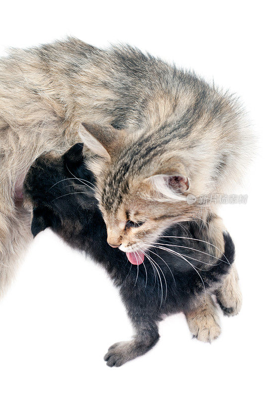 猫妈妈在舔她的乳母