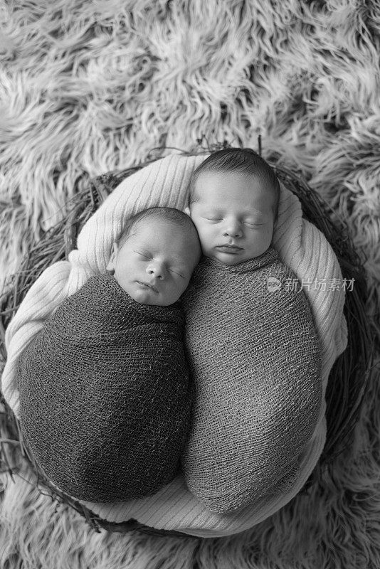 刚出生的双胞胎在巢中睡觉