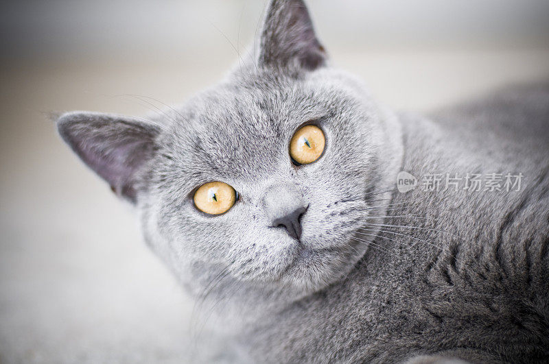 英国短毛小猫，黄色的眼睛盯着照相机