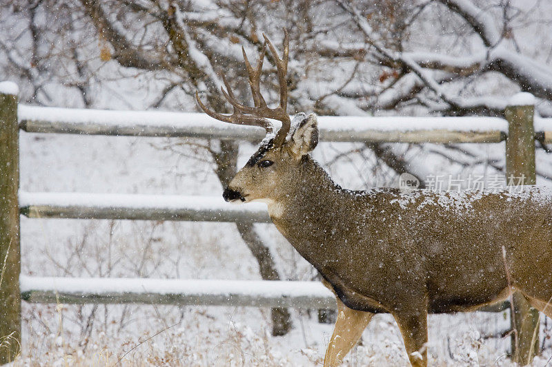 雪中的骡鹿