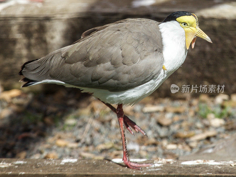 有肉垂的千鸟