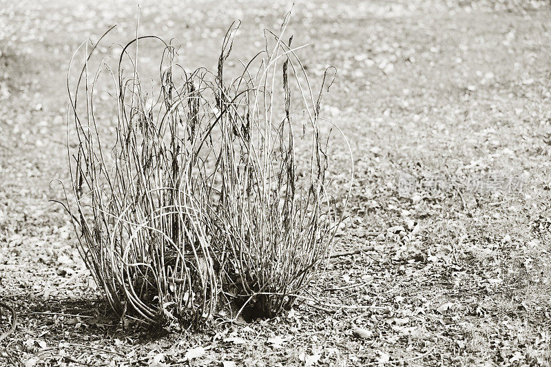 生长在一个盒接骨木树桩上