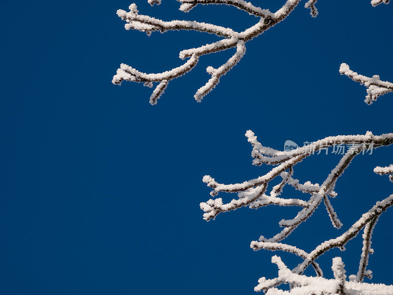 白霜在树枝上