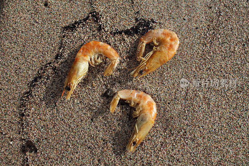 3只小虾在海滩上当鱼饵