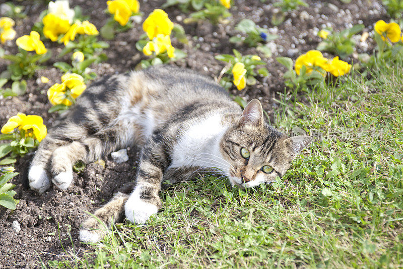 街猫