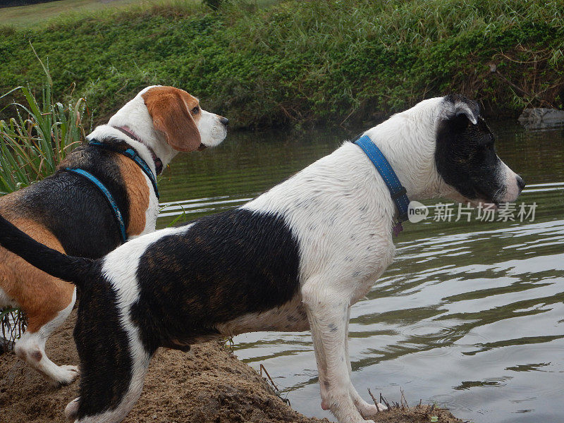 比格尔和另一只狗在小溪边看鸟