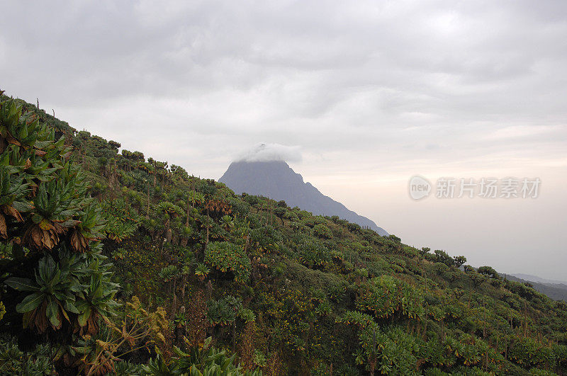 卢旺达维龙加山坡上的雨林