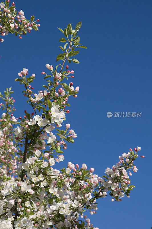 苹果鞋