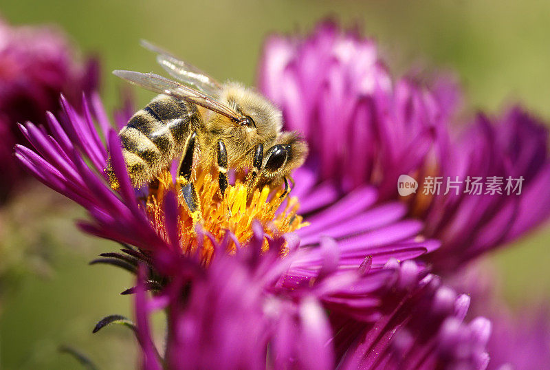 蜜蜂在米迦勒菊上