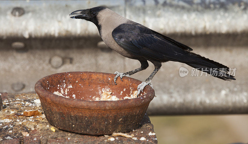 黑鸟吃面包