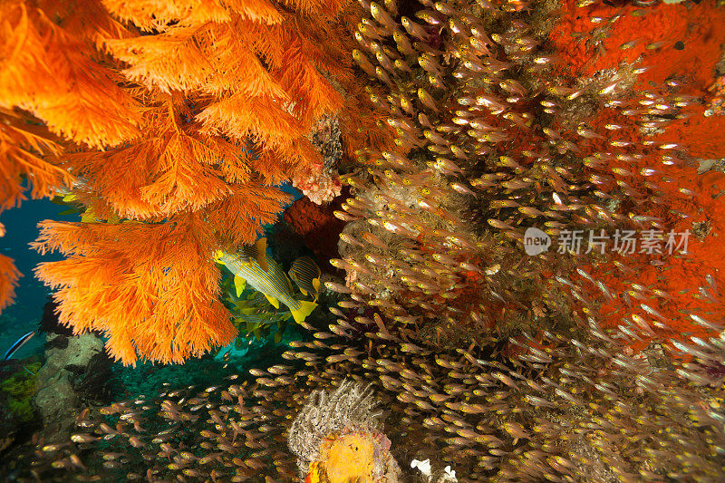 非常丰富多彩的海洋生物，小洞穴，外礁，拉贾安帕，印度尼西亚