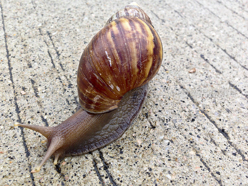 新加坡，东非的蜗牛，在水泥路面上。