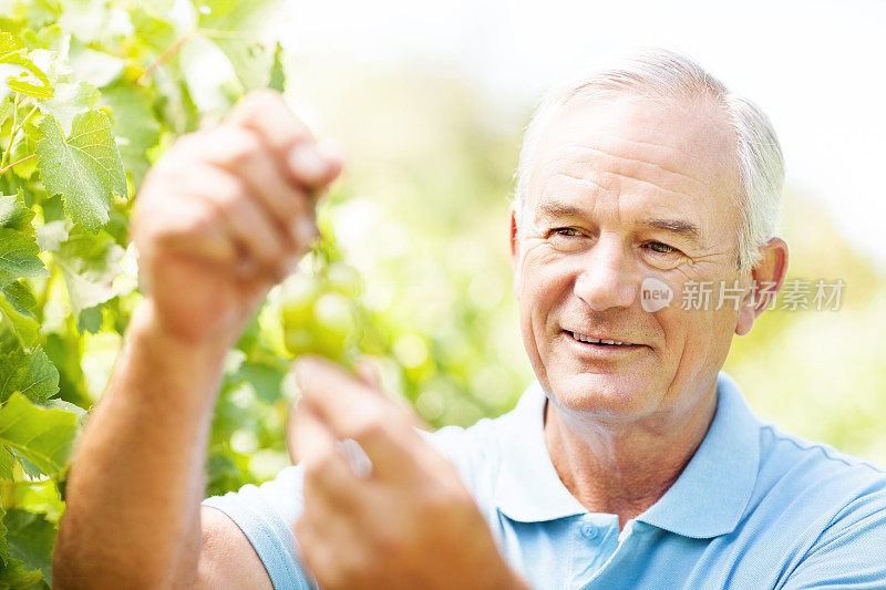 高级酿酒师在葡萄园中分析葡萄