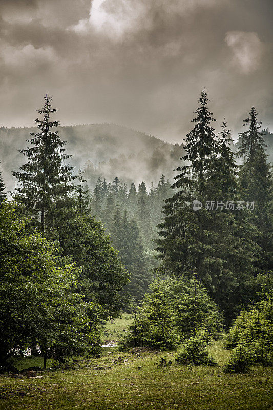 迷雾多雨的山