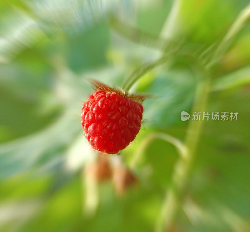 植物上成熟的红覆盆子的特写