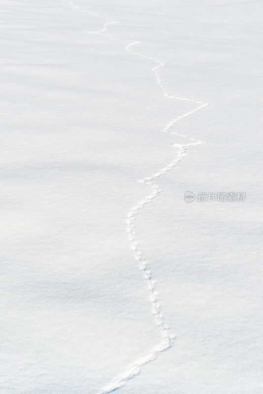 雪地上动物的足迹