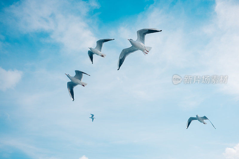 海鸥飞