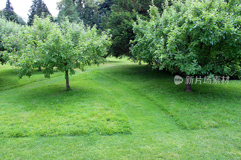 小果园里的苹果树，修剪过的草坪