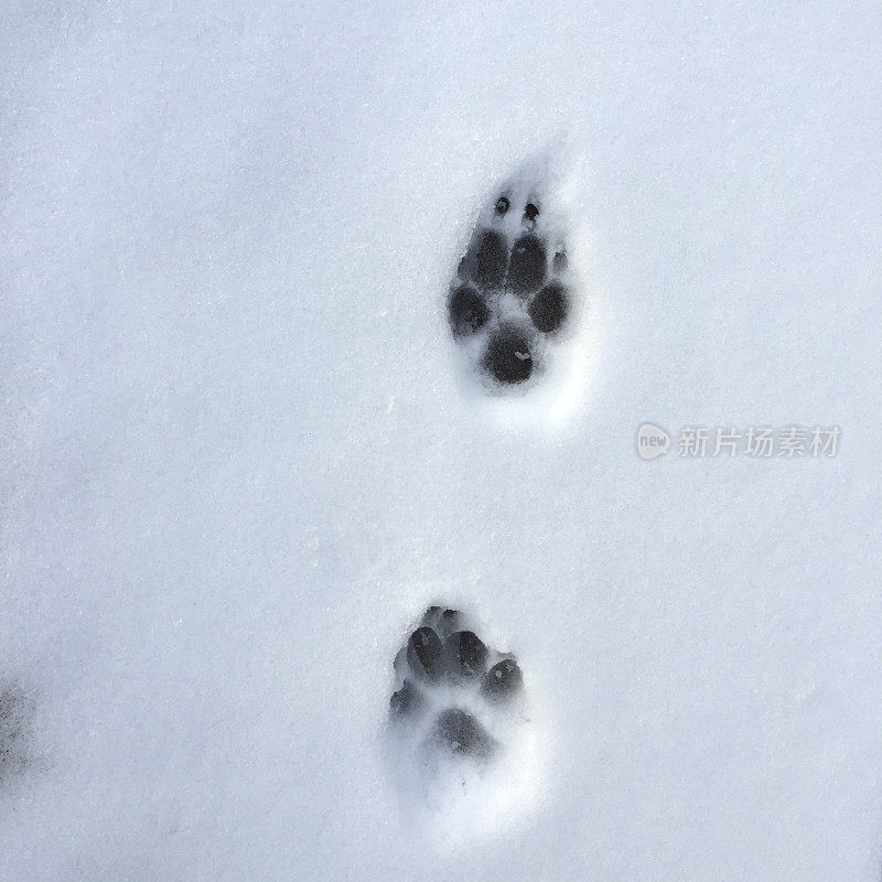 雪地上的狗爪印