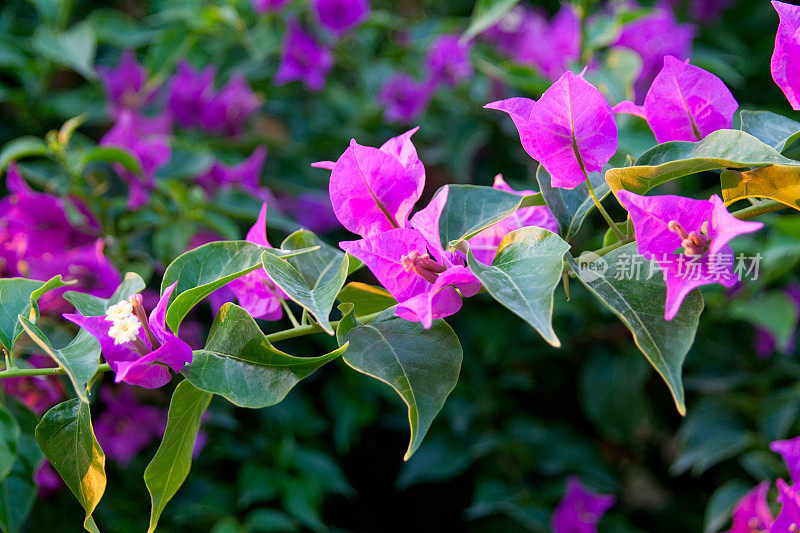 叶子花属花