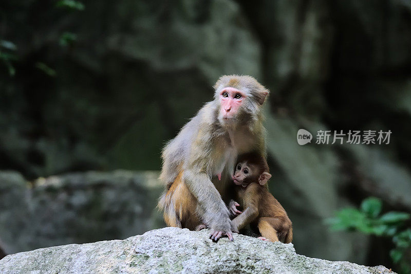 母猴和它的幼猴03