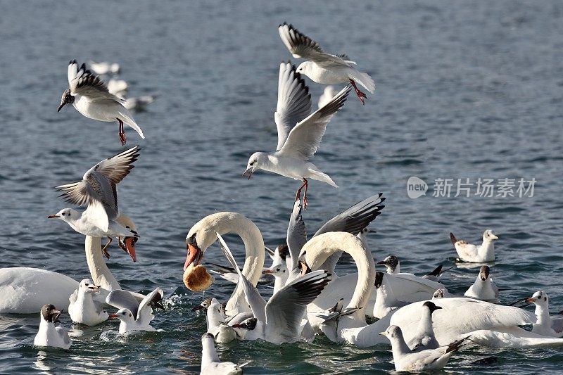 野天鹅和海鸥