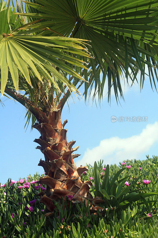 墨西哥扇形棕榈树(华盛顿罗布斯塔)