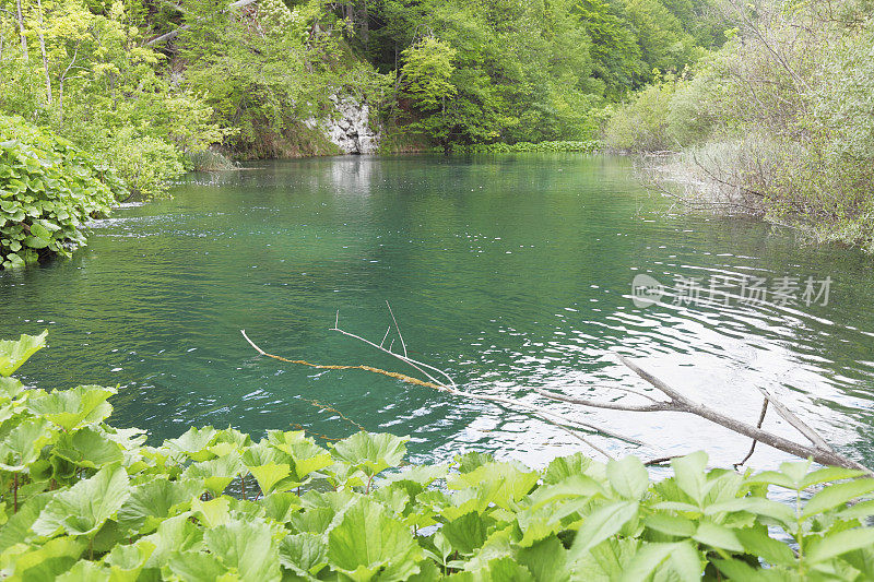 绿松石森林池塘与小瀑布克罗地亚Plitvice