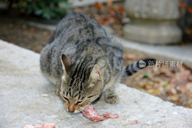 小猫吃