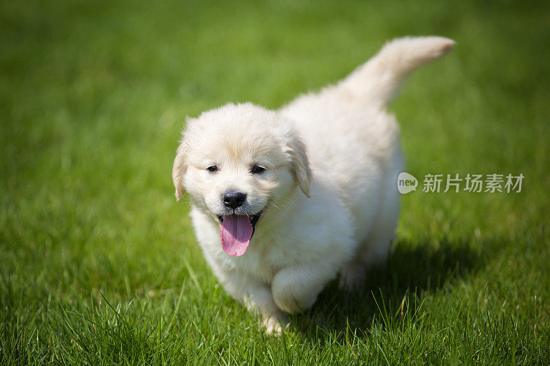 顽皮的金毛猎犬奶油小狗