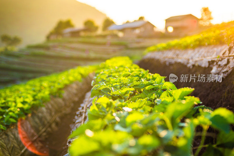 泰国北部山区的清晨日出全景