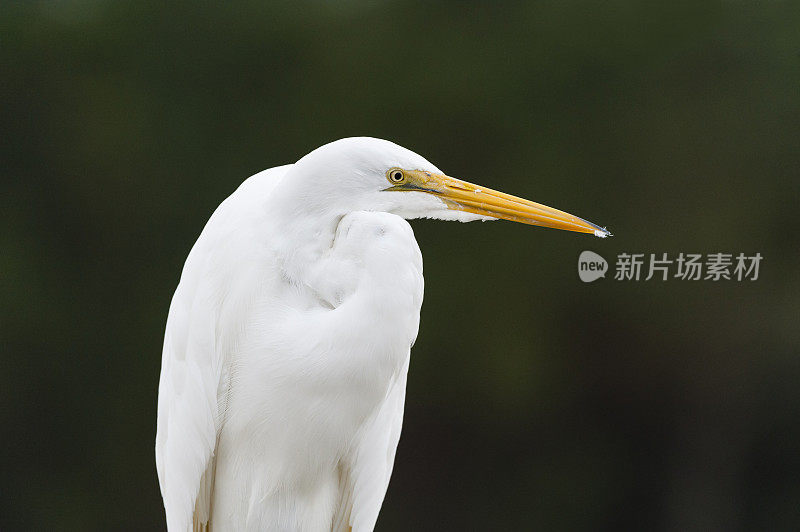 大白白鹭特写