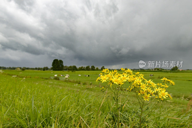 黄色的野花在暴风雨前的田野里绽放