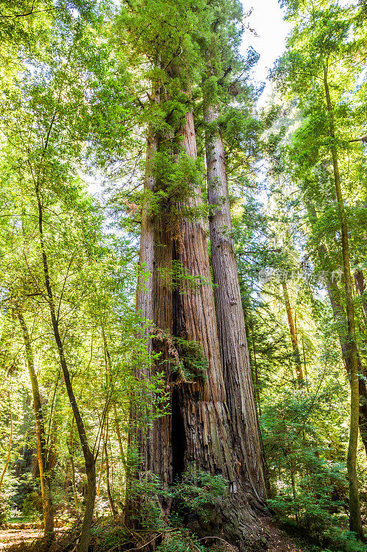 巨大的红杉一起生长