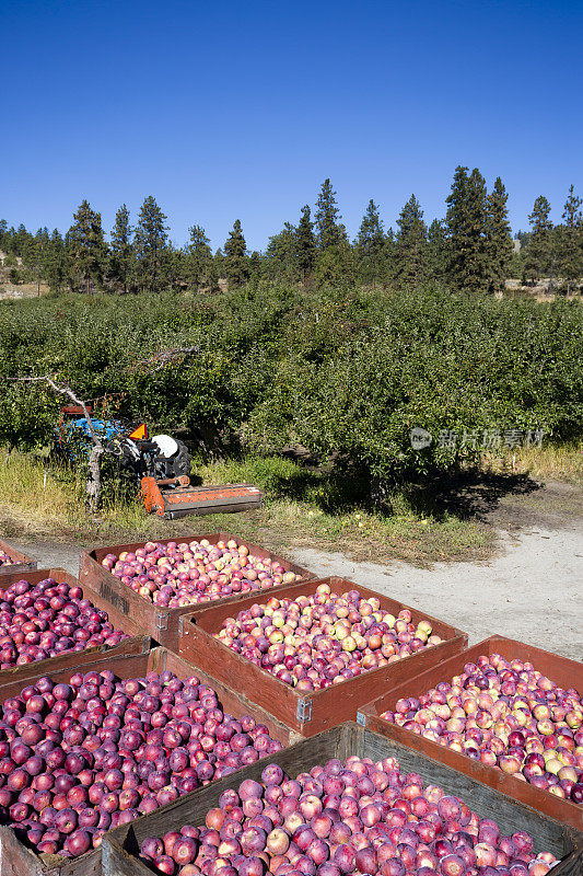 新鲜收获成熟的有机红美味苹果奥肯那根谷