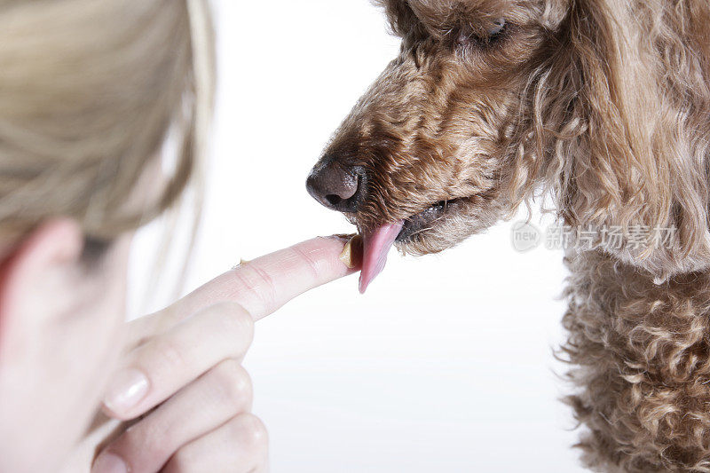 贵宾犬花生酱爱好者