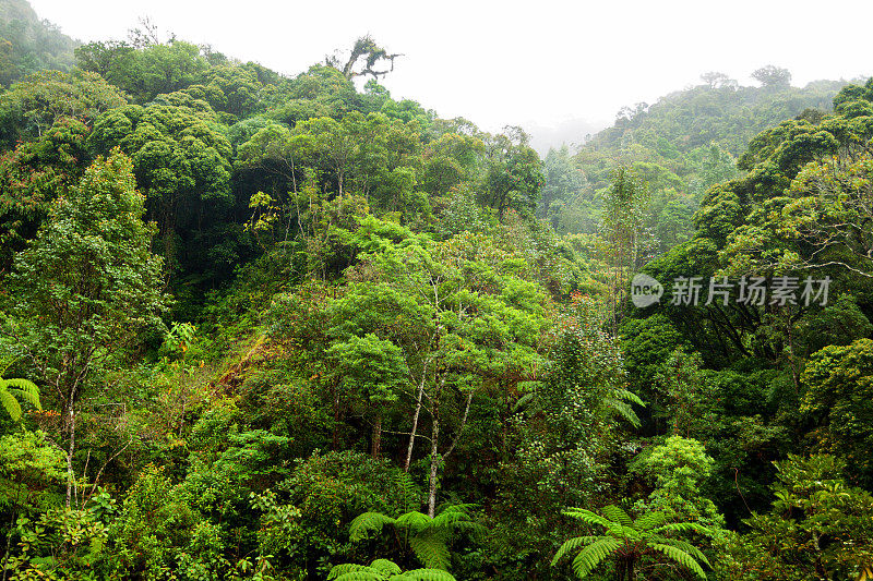 布林昌山的雨