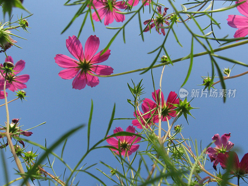 粉红色的花朵