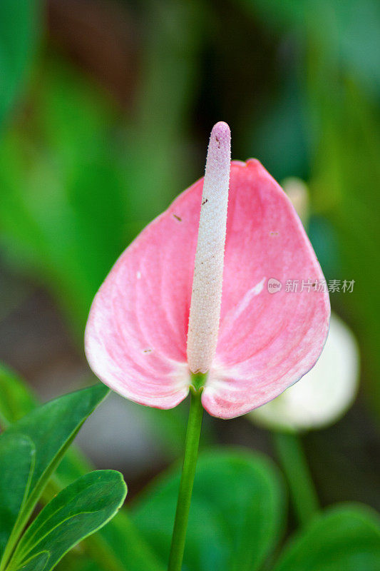 粉红Anthurium