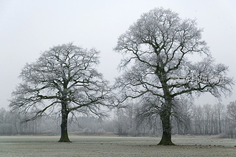 两棵橡树在冬天结了白霜(XXL)