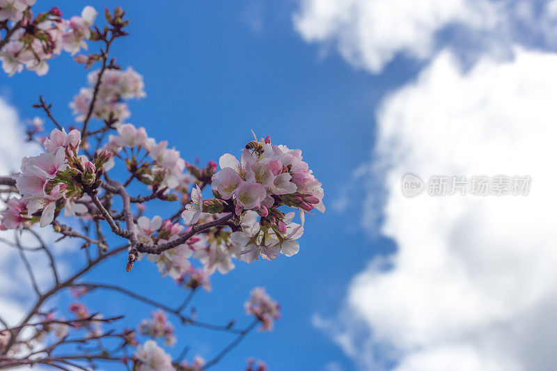 日本樱花