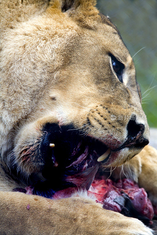 狮子吃食物