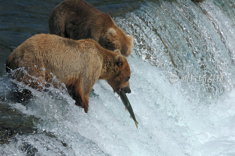 北极熊在阿拉斯加的瀑布捕捉鲑鱼