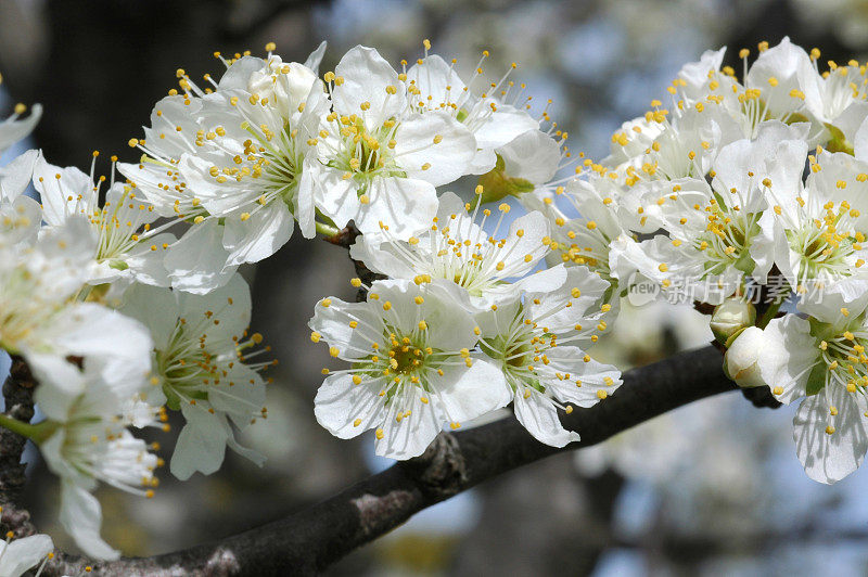 白梅花，家李