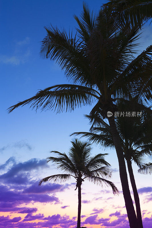背光的棕榈树与日落的背景