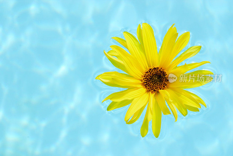 黄花漂浮在池中
