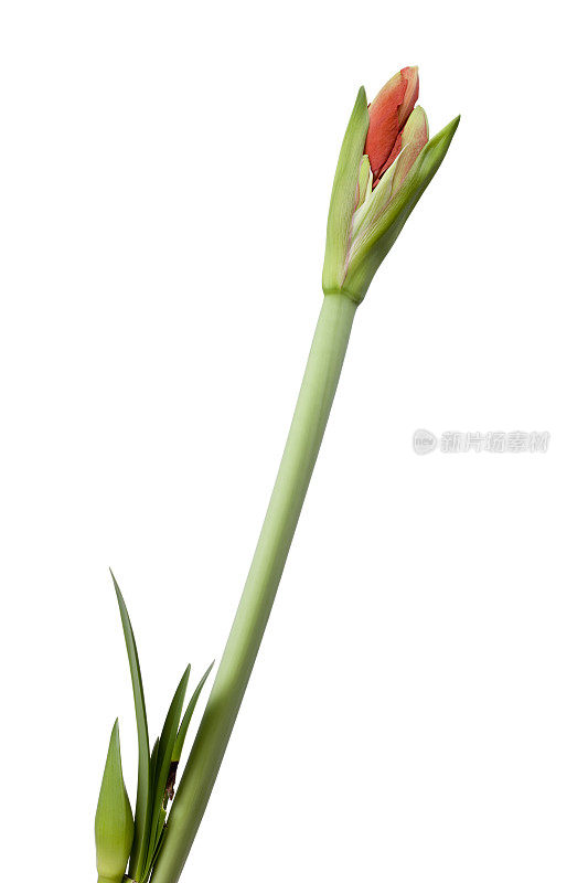 孤挺花(hippeastrum)