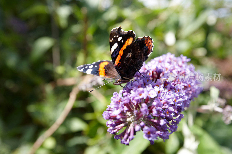 紫色花朵上的小玳瑁蝴蝶